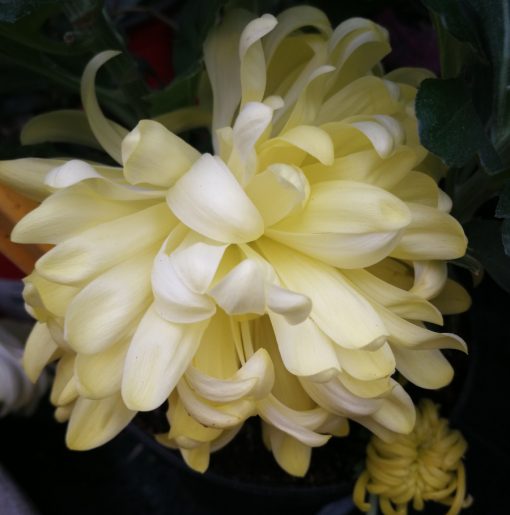 Margarita (Chrysantemum spp)