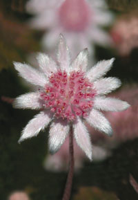 Pink Flannel Flower