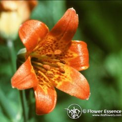 Alpine Lily-Lilium Parvum (Frasco Tratamiento)