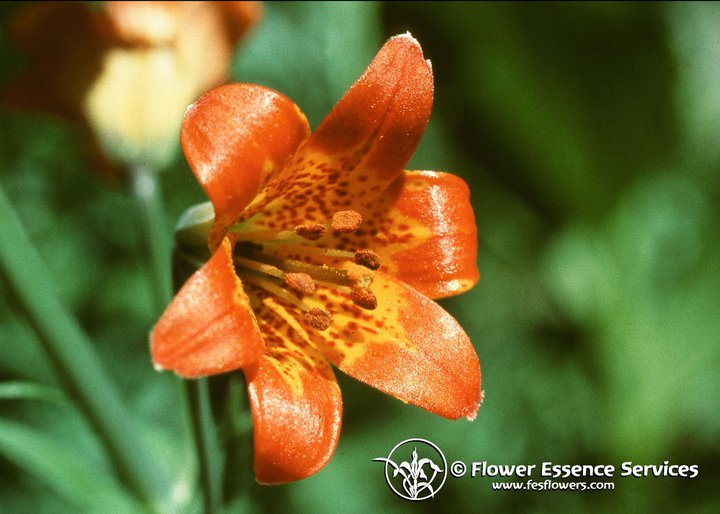 Alpine Lily-Lilium Parvum