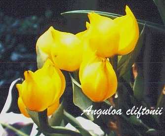 ORQUIDEA VENUS (Anguloa cliftonii)