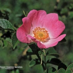 California Wild Rose-Rosa Californica (Frasco Tratamiento)i
