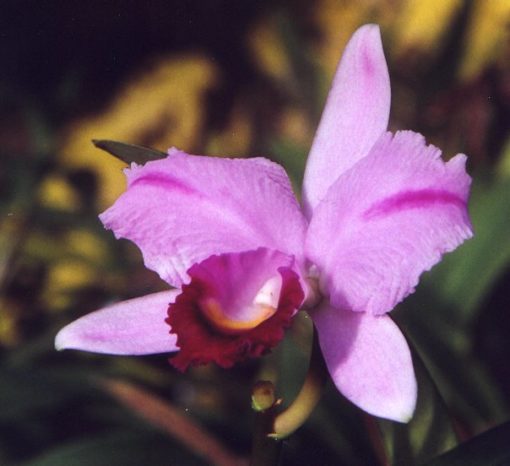 ORQUIDEA INSPIRACION (Cattleya trianae)