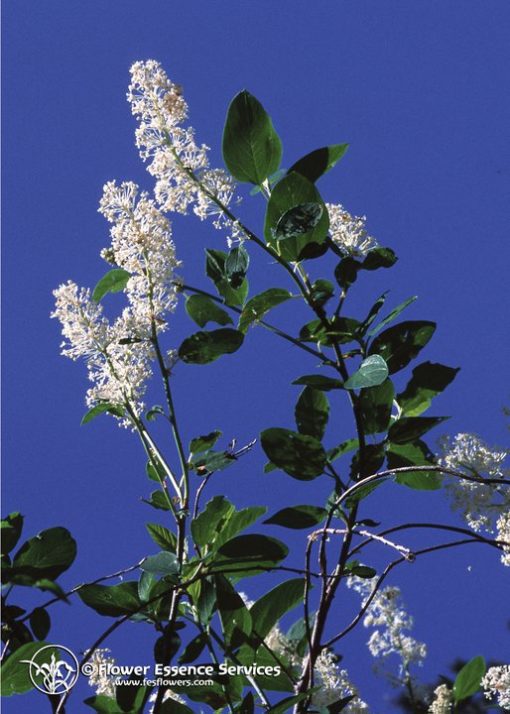 Deer Brush-Ceanothus Integerrimus (Frasco Tratamiento)