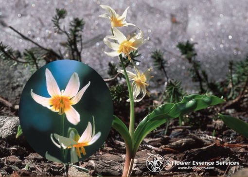 Fawn Lily-Erythronium Purpurascens (Frasco Tratamiento)