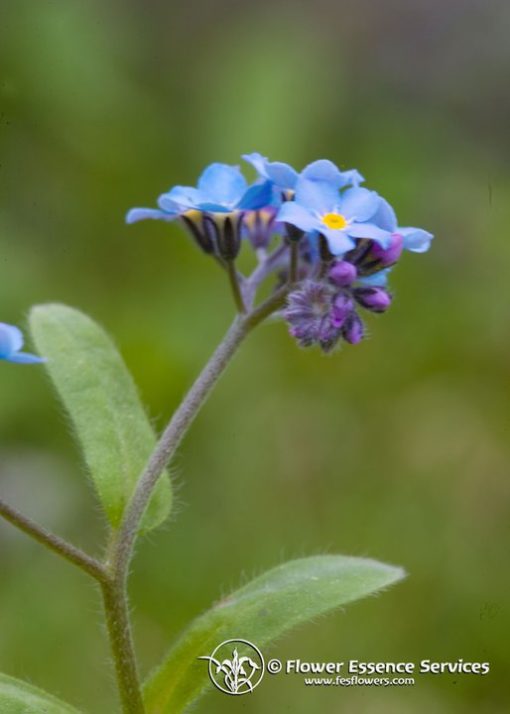 Forget-Me-Not (Frasco Tratamiento)