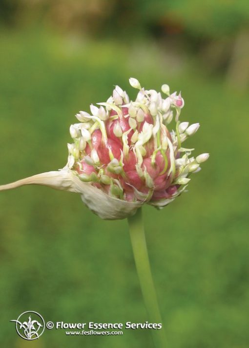 Garlic-Allium Sativun (Frasco Tratamiento)