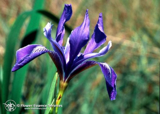 Iris-Iris Douglasiana (Frasco Tratamiento)