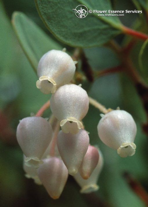 Manzanita-Arctostaphylos Viscida (Frasco Tratamiento)