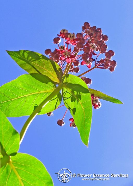 Milkweed-Asclepias Cordifolia (Frasco Tratamiento)