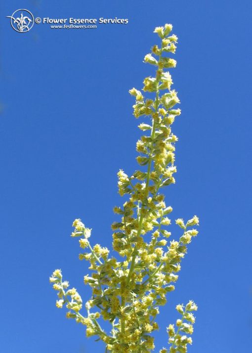 Mugwort-Artemisa Dougloasiana (Frasco Tratamiento)