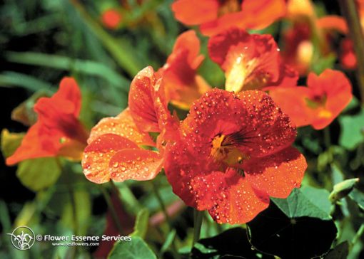 Nasturtium-Tropaeolum mujus (Frasco Tratamiento)