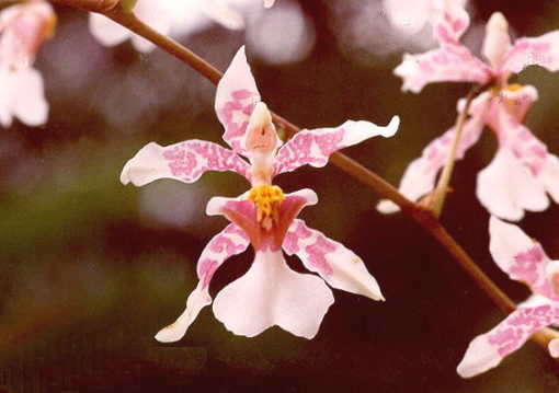 ORQUÍDEA CANALIZACION (Oncidium incurvum)