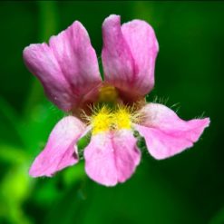 Pink Monkeyflower (Frasco Tratamiento)