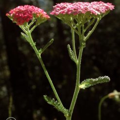 Pink Yarrow-Achillea Mllefolium (Frasco Tratamiento)
