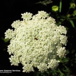 Queen Anne`s Lace (Frasco Tratamiento)