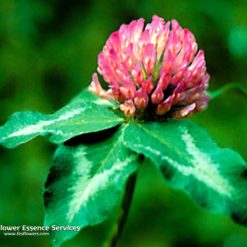 Red Clover-Trifolium Platense (Frasco Tratamiento)
