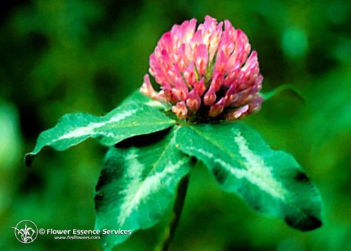 Red Clover-Trifolium Platense (Frasco Tratamiento)