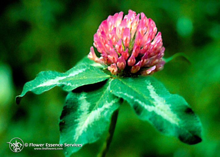 Red Clover-Trifolium Platense