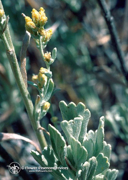 Sagebrush-Artemisa Tridentata (Frasco Tratamiento)