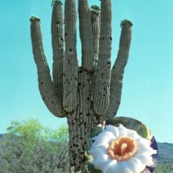 Saguaro (Frasco Tratamiento)