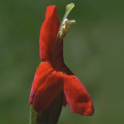 Scarlet Monkeyflower (Frasco Tratamiento)