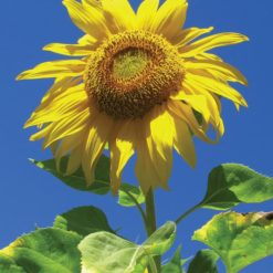 Sunflower-Helianthus Annus (Frasco Tratamiento)