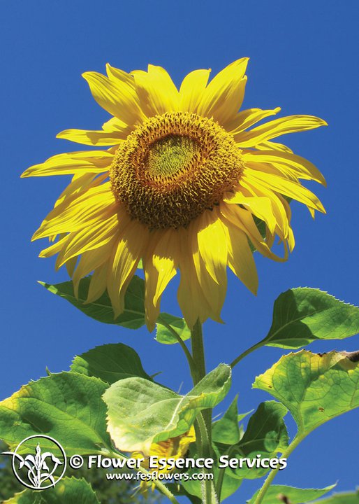 Sunflower-Helianthus Annus