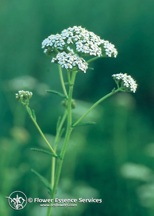 Yarrow-Achillea Millefolium (Frasco Tratamiento)