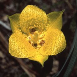 Yellow Star Tulip-Colochortus Monophyllus (Frasco Tratamiento)