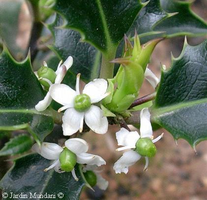 Acebo (ilex aquifolium) HOLLY