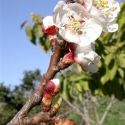 Albaricoque (Prunus armeniaca)