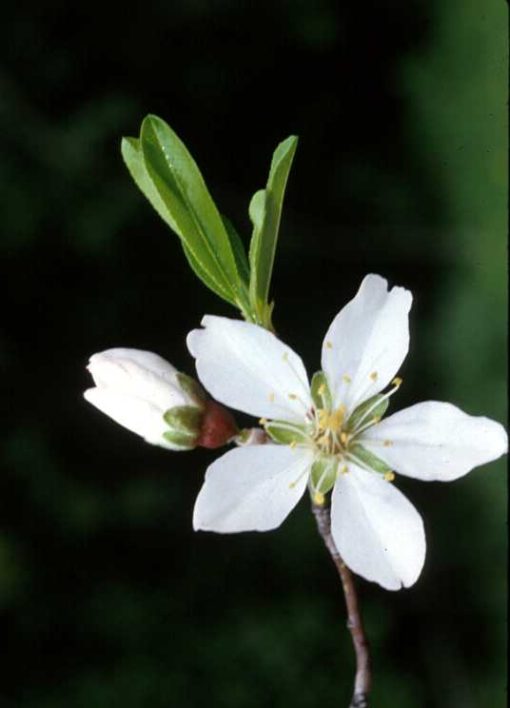 Almendro (Prunus Amygdalus)
