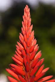 Aloe (sabila)