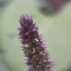 Amaranthus (Amaranthus Hypochondriacus)