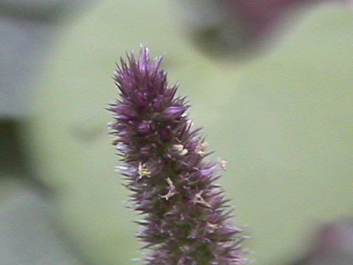 Amaranthus (Amaranthus Hypochondriacus)