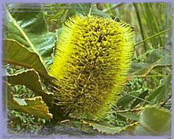 Banksia Robur - Swamp banksia