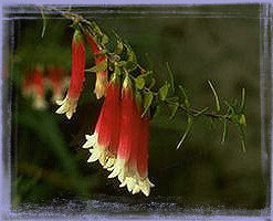 Bush Fucshia-Epacris Longiflora