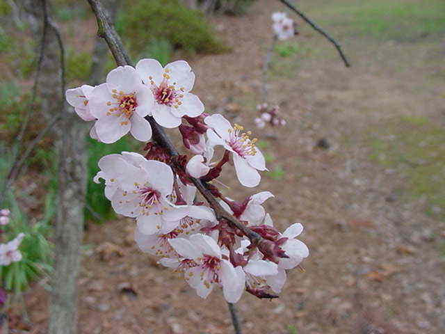 Cerasifera (Prunus cerasifera) CHERRY PLUM