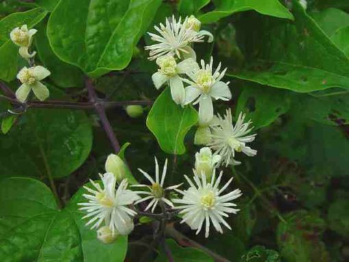 Clemátide (Clematis vitalba) CLEMATIS