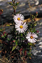 Douglas Aster (aster subspicatus)