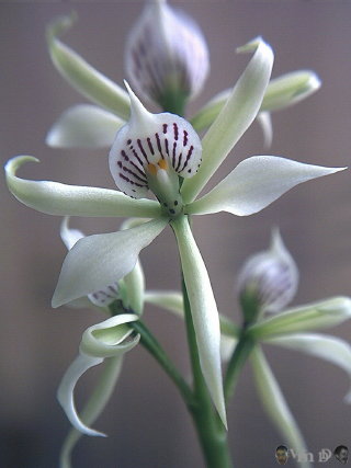 ORQUÍDEA AURORA (Epidendrum fragans)