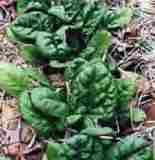 Espinaca (Spinach)