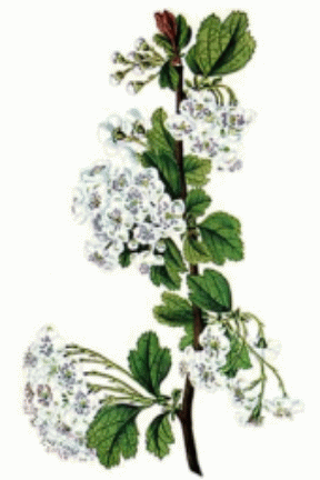 Espino blanco (Crategus Oxyacantha)