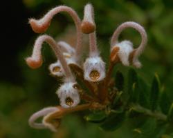 Grey Spider Flower – Grevillea Buxifolia