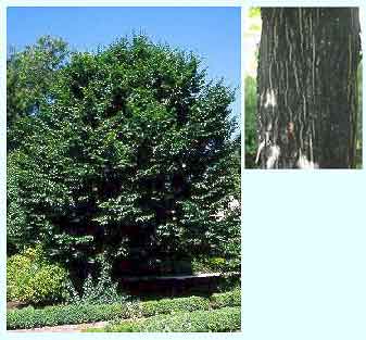 Hojarazo (Carpinus betulus) HORNBEAN