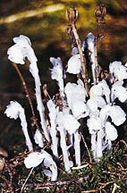 Indian Pipe (monotropa uniflora)