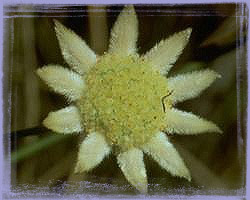Little Flannel Flower-Actitotus Minor