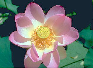Lotus (Nelumbo Nucifera)