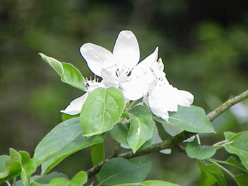 Manzano silvestre (Malus pumila) CRAB APPLE
